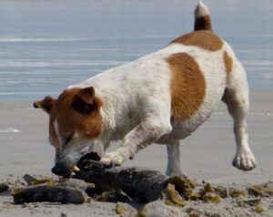 Hund mit Stock am Strand
