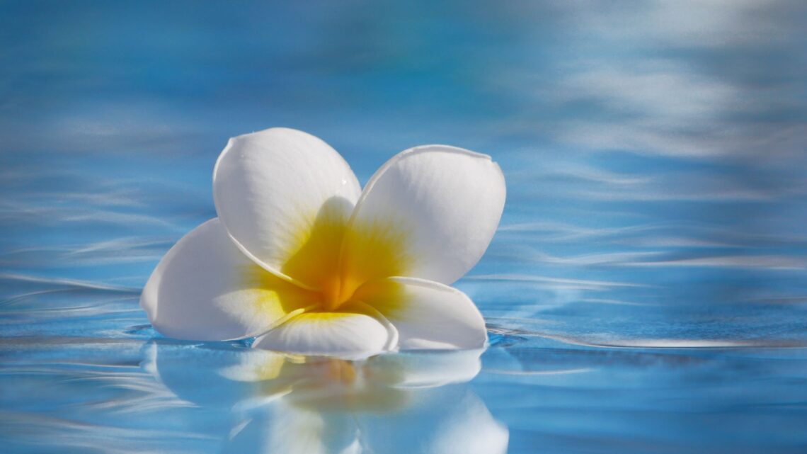 weisse blume auf blauem wasser als symbol fuer entspannung im rundpool zuhause