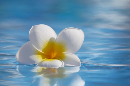 weisse blume auf blauem wasser als symbol fuer entspannung im rundpool zuhause